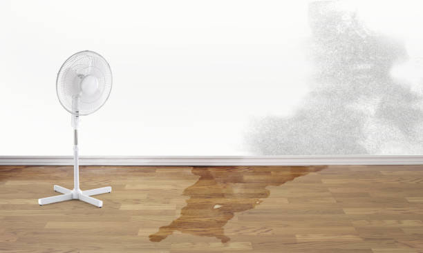 Best Flood damage cleanup  in Marmet, WV